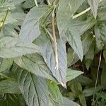 Epilobium roseum Leaf