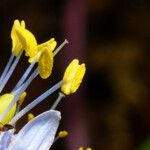 Camassia scilloides Flor