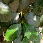 Posoqueria latifolia 葉
