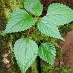 Laportea interrupta 整株植物
