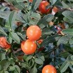 Solanum pseudocapsicum Frucht