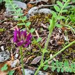 Astragalus hypoglottis Bloem