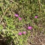 Drosanthemum hispidum Leaf