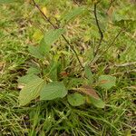 Flemingia strobilifera Folha