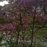 Eupatorium purpureum 花