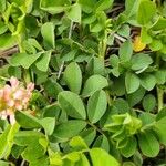 Indigofera spicata Blad