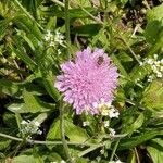 Pycnocomon rutifolium Flower