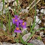 Linaria alpina Kvet