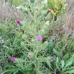 Cirsium vulgareFlower