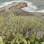 Euphorbia piscatoria Hábito