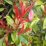 Photinia glabra Blad