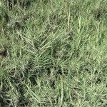 Distichlis spicata 整株植物