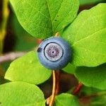 Vaccinium ovalifolium Fruit