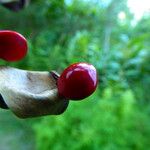 Adenanthera pavonina Fruit