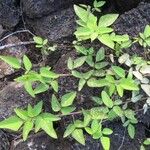 Desmodium tortuosum Yeri