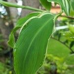 Costus speciosus Leaf