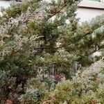 Juniperus sabina Pokrój