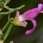 Dicerandra frutescens Fleur