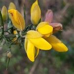 Ulex europaeus Kwiat