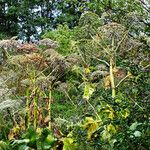 Heracleum mantegazzianum Kukka