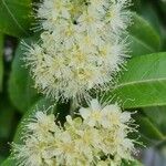 Syzygium pancheri Blodyn