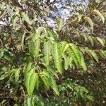 Croton dichogamus Leaf