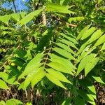 Ailanthus altissimaFoglia