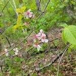 Prunus americana Blomma