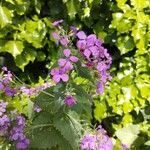 Lunaria annuaBlomst