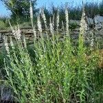 Lysimachia ephemerum Natur