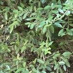 Ilex vomitoriaপাতা