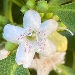 Myoporum tenuifolium 花