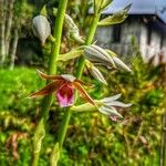 Phaius tankervilleae Çiçek