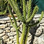 Austrocylindropuntia cylindricaपत्ता