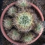 Mammillaria decipiens Foglia