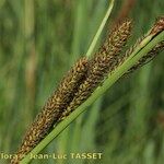 Carex hispida Õis