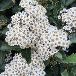 Olearia macrodonta Flower