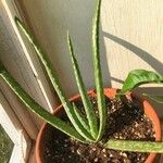 Aloe veraFeuille