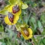 Ophrys lutea Kvet