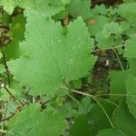 Ribes spicatum Leaf