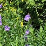 Campanula persicifoliaFlower