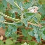 Salvia microphylla Leaf