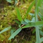 Anthoxanthum nitens Leaf