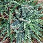 Aloe humilis Hoja