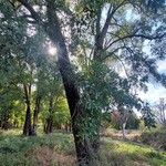 Alnus orientalis Habit
