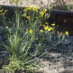 Crepis tectorum Habit