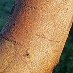 Eucalyptus parvula Corteza