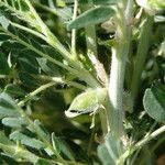 Astragalus trigonus Fruto