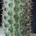 Haageocereus decumbens List