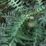 Cirsium erisithales Leaf